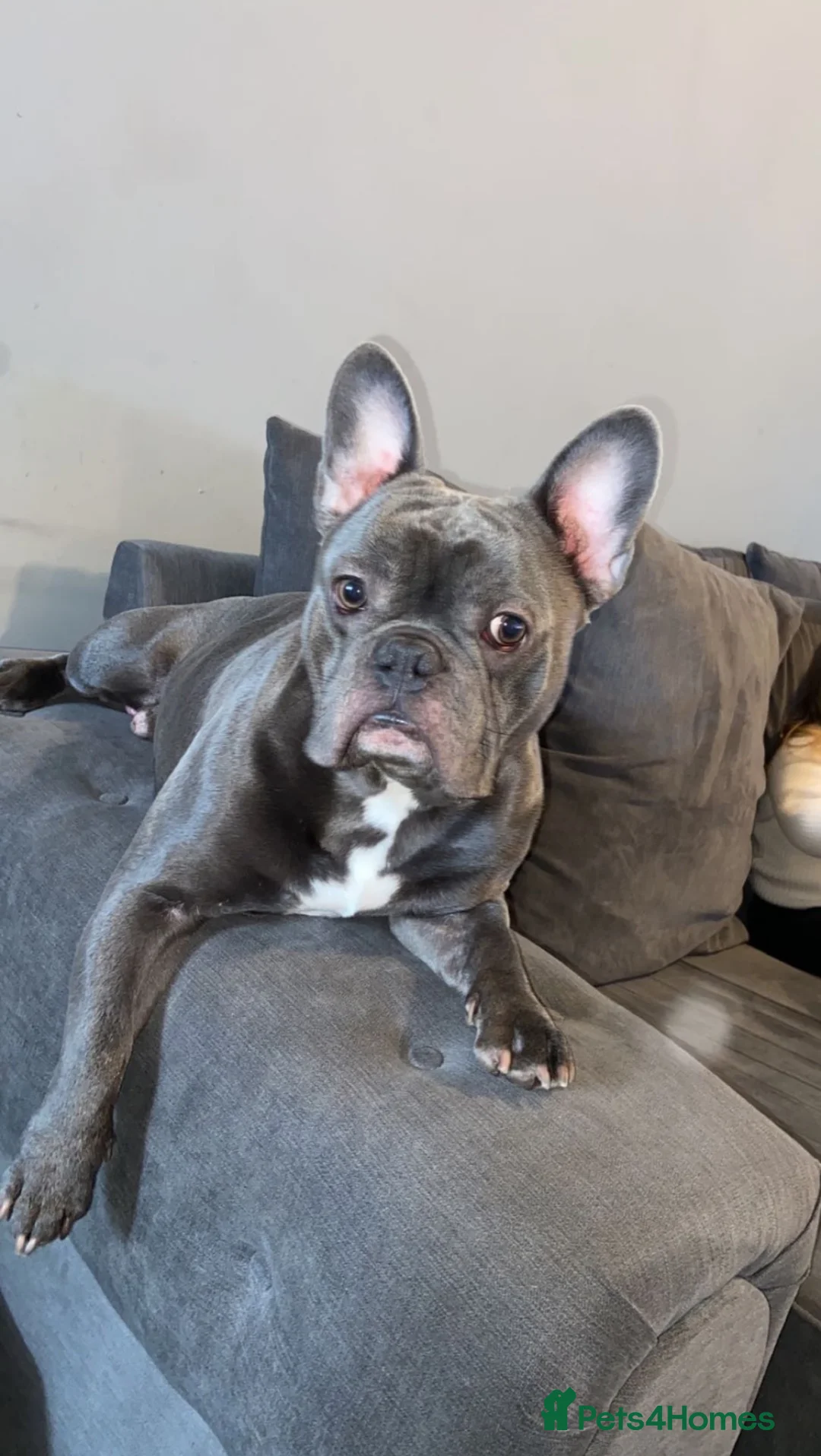 French Bulldog dogs for sale: Meet Kenzo 🐾❤️ – Looking for His Forever Home - Advert 1