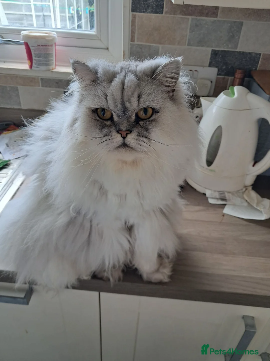 Persian cats for sale: White chinchilla persian - Advert 1