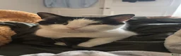 Mixed Breed cats for sale: 10yr old tuxedo cat - Advert 5