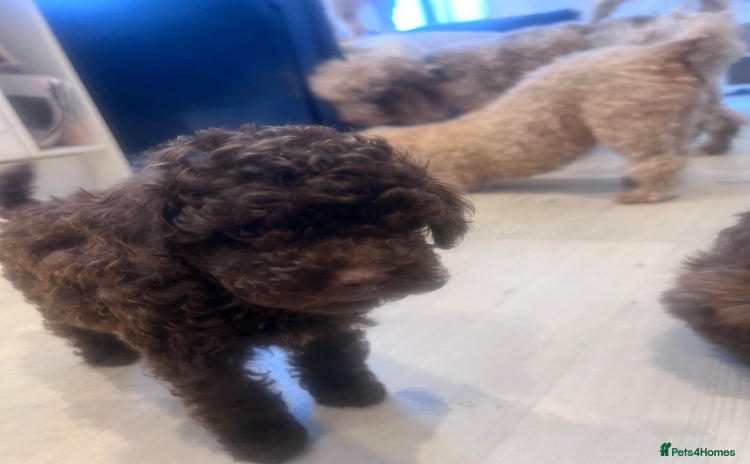 Shihpoo dogs - Advert 1