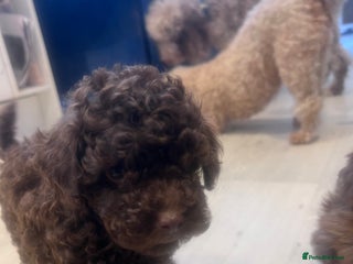 Shihpoo dogs - Advert 1