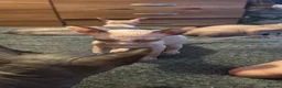 Sphynx cats for sale: Last 2 girls reduced  - Advert 12