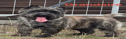 Cairn Terrier dogs for sale: KC reg pups off Health Tested lines, avail 1st Aug - Advert 13