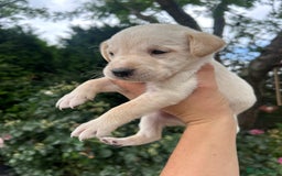 Mixed Breed dogs for sale: 3/4 Labrador 1/4 German wired hair pointer  - Image 4