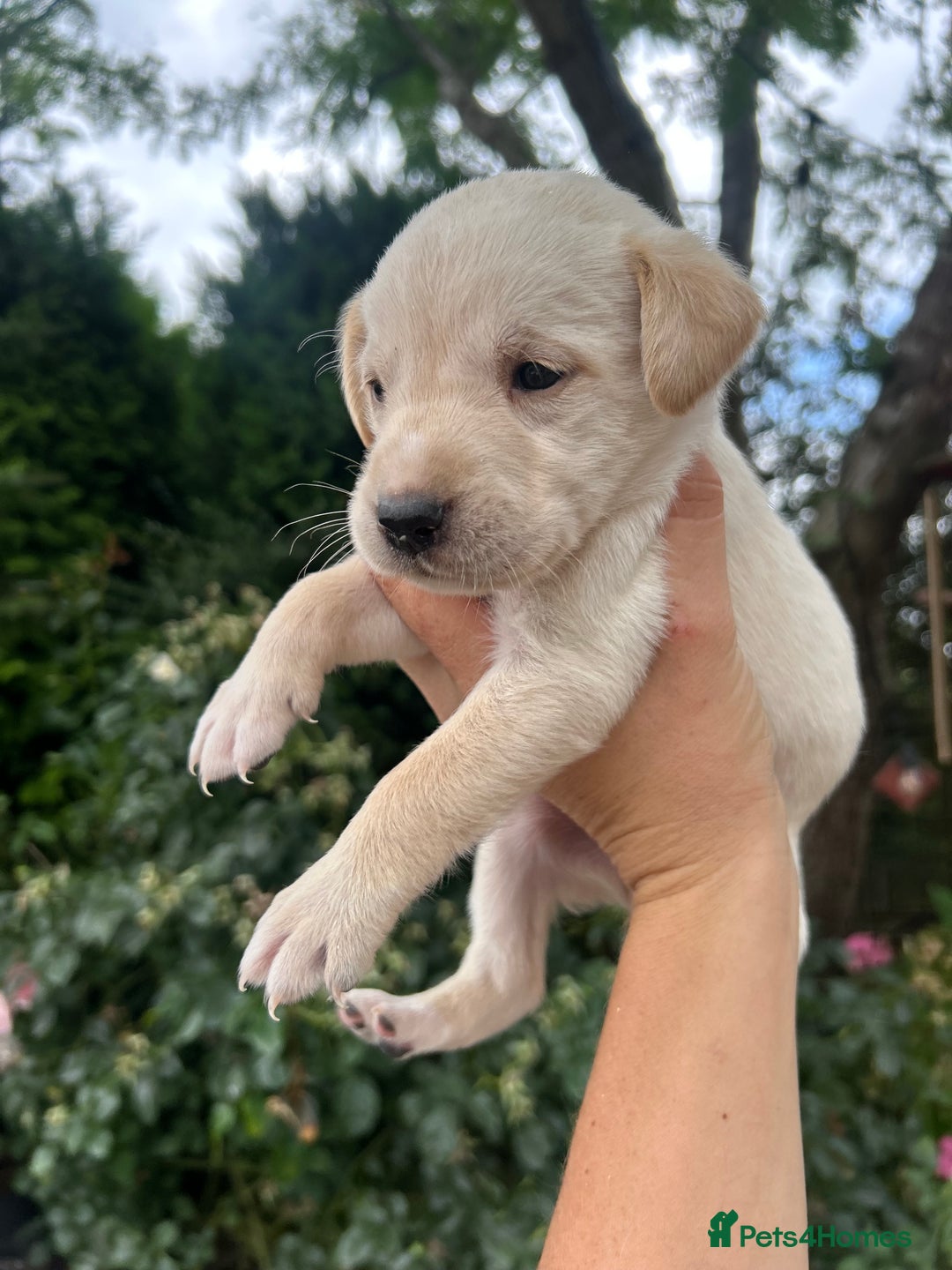 Mixed Breed dogs for sale: 3/4 Labrador 1/4 German wired hair pointer  - Image 4