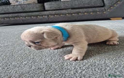 French Bulldog dogs for sale: French bulldog  - Image 3