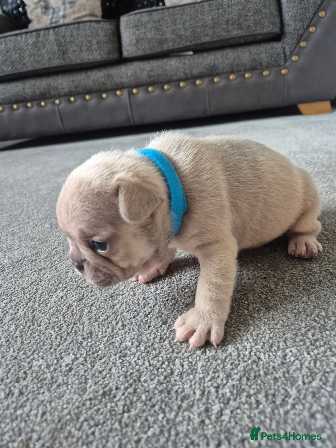 French Bulldog dogs for sale: French bulldog  - Image 3