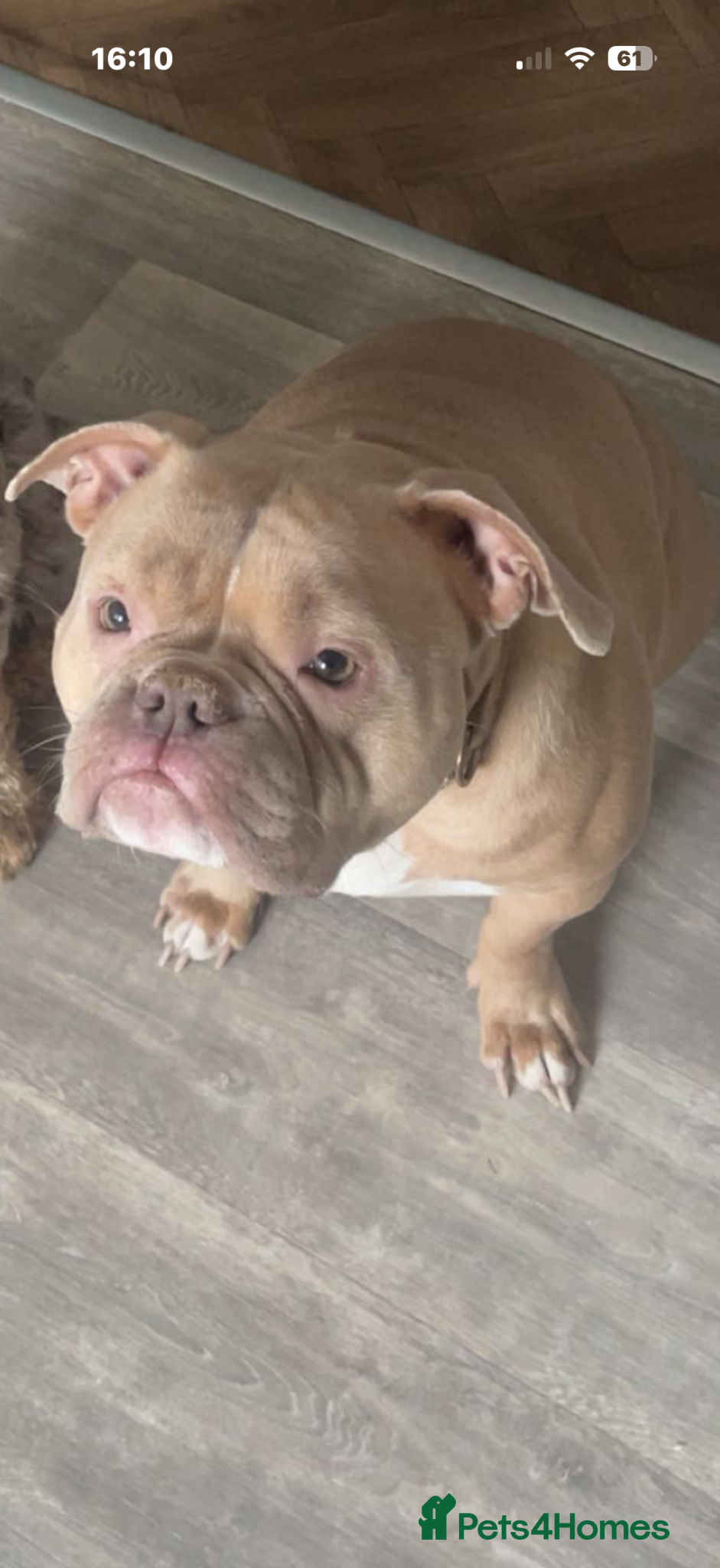 Mixed Breed dogs Pocket bully x cockapoo puppies  - Advert 2