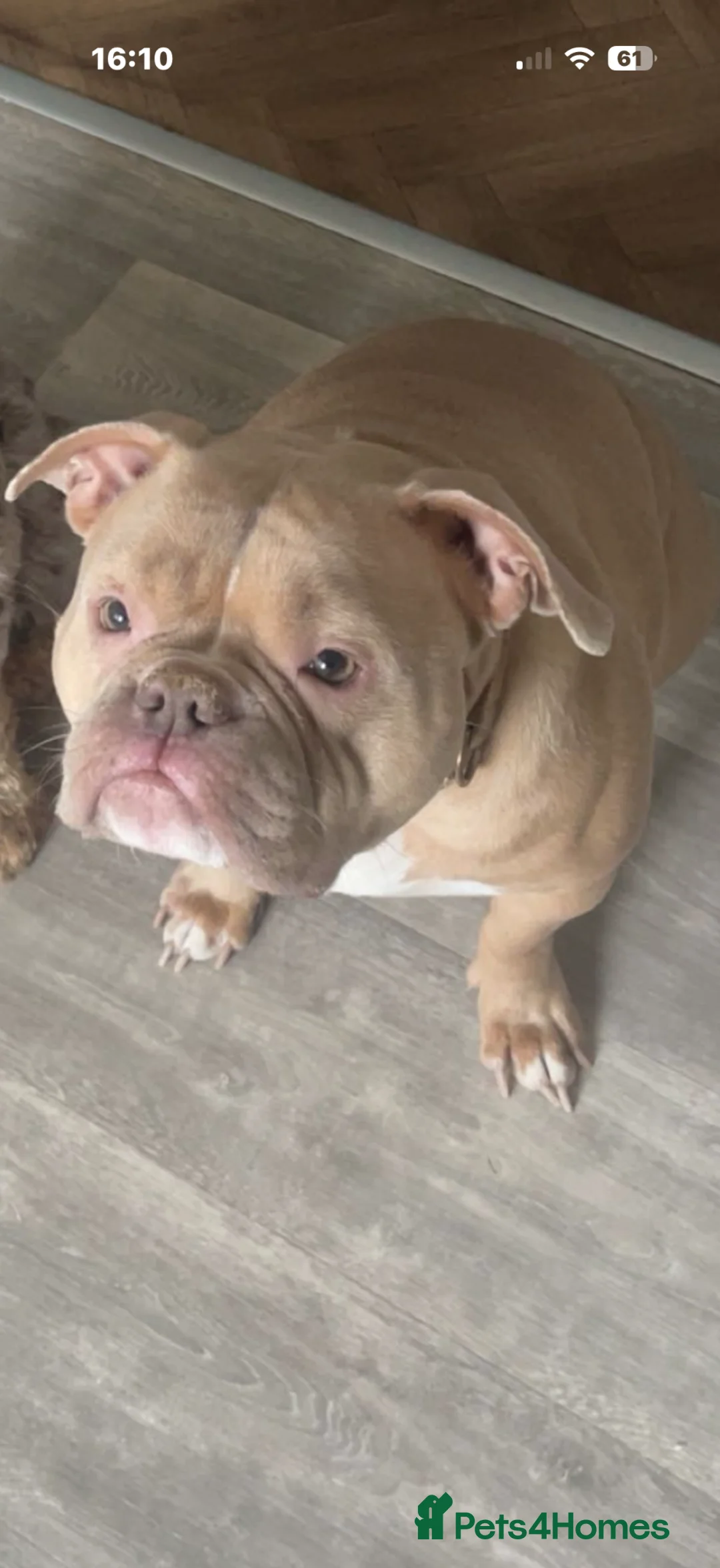 Mixed Breed dogs for sale: Pocket bully x cockapoo puppies  - Advert 1