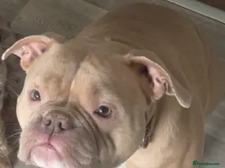 Mixed Breed dogs Pocket bully x cockapoo puppies - Advert 8