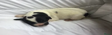 Beautiful marked black and white boy..puppy 10