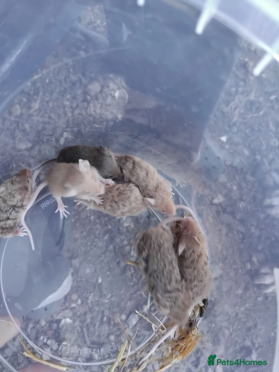 Mouse rodents for sale: Gorgeous friendly mice  - Advert 2