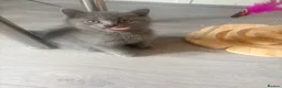 British Shorthair cats for sale:   L  Affectionate British Shorthair kittens - Advert 6