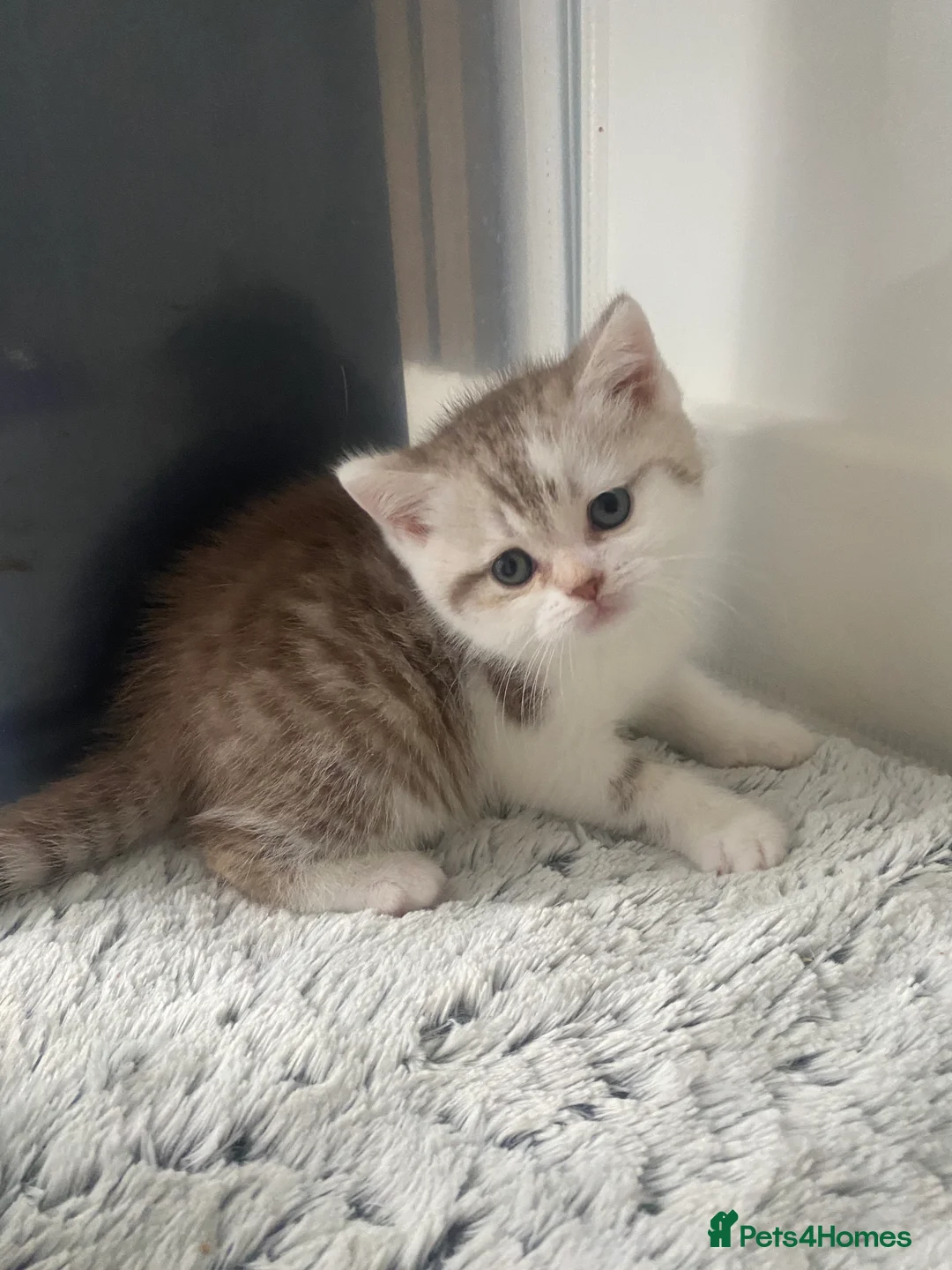 British Shorthair cats for sale: RESERVED British shorthair longhair TICA  bio - Advert 14