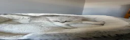 Scottish Fold cats for sale: Scotish Fold / Scotish straight - Advert 11