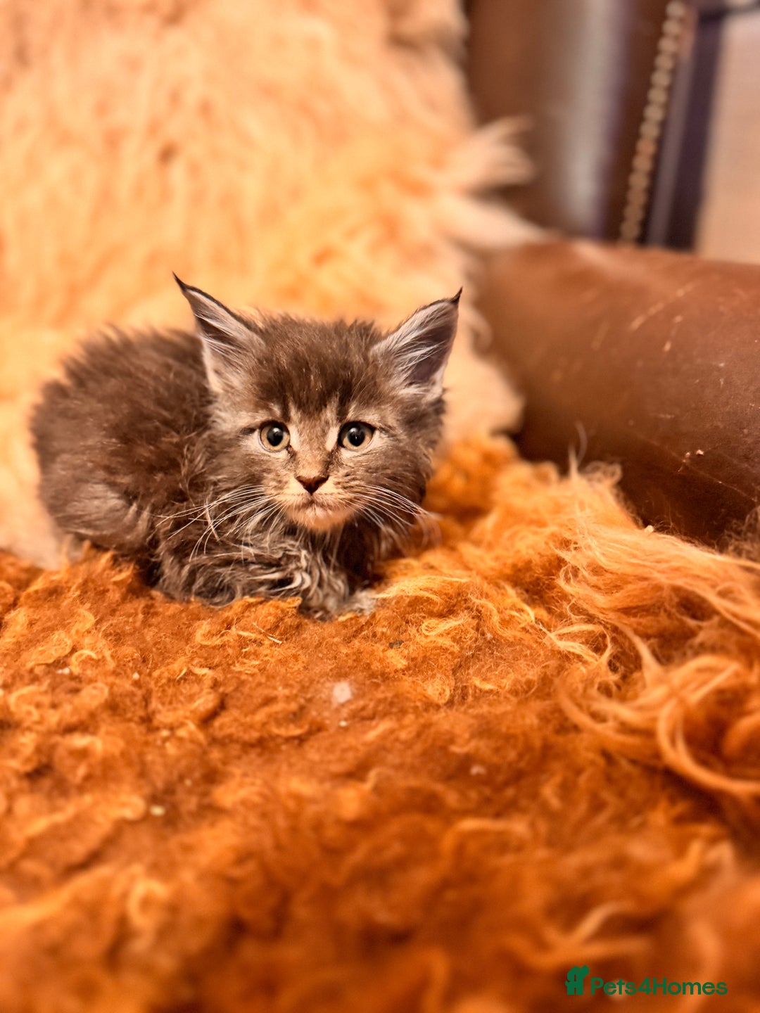 Maine Coon cats for sale:  TICA Registered Maine Coon Kittens- ready now  - Advert 26