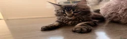 Maine Coon cats for sale: Xl Maine coons for sale  - Advert 6