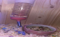 Hamster rodents for sale: hamster and everything included - Image 12