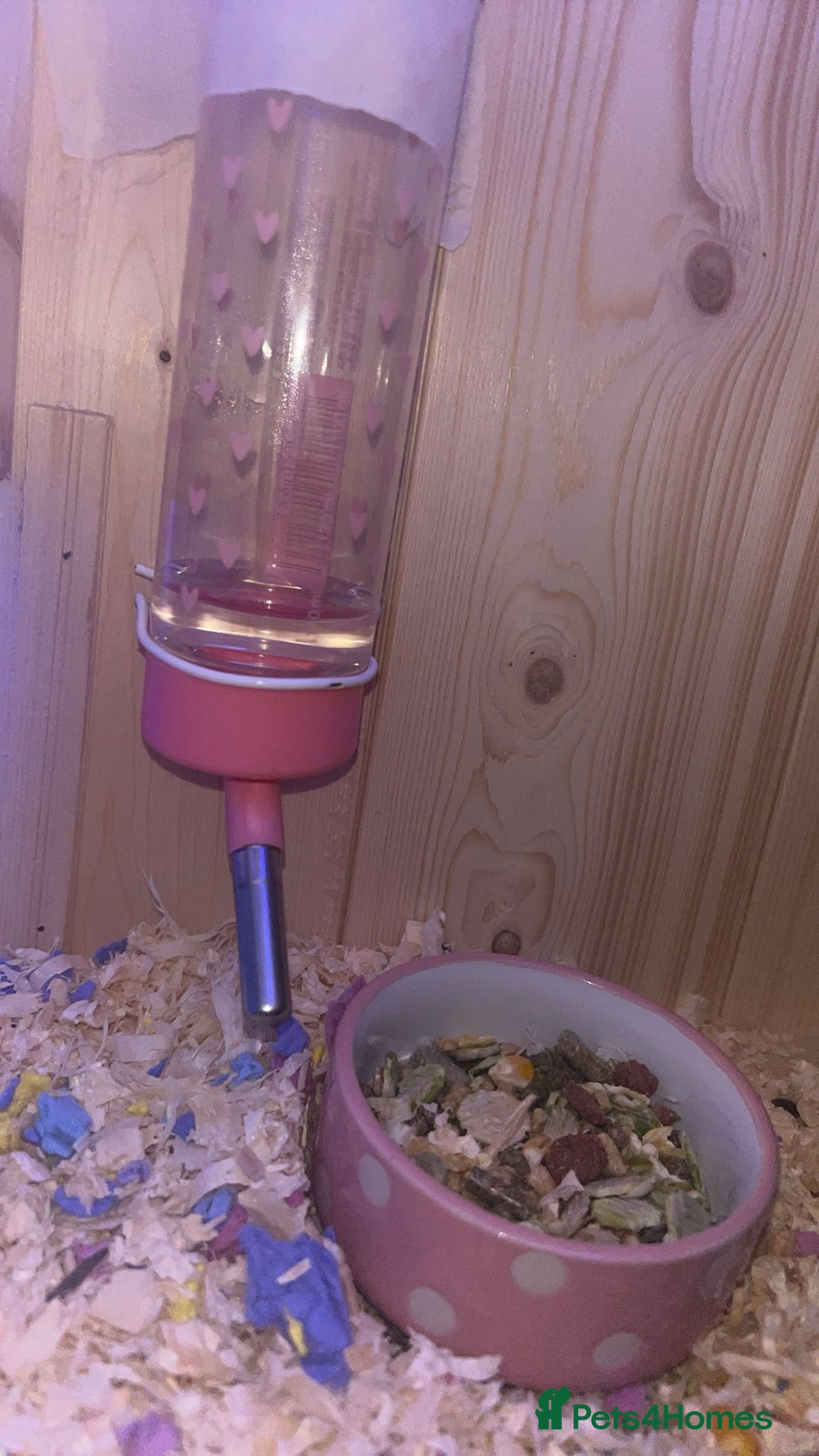 Hamster rodents for sale: hamster and everything included - Image 12