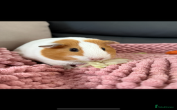 Guinea Pig rodents for sale: Guinea pig for rehoming - Image 1