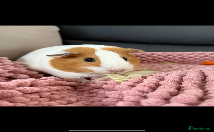 Guinea Pig rodents - Advert 12