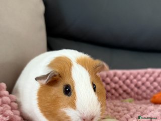 Guinea Pig rodents - Advert 1