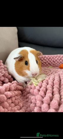Guinea Pig rodents - Advert 10