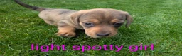 Dachshund dogs for sale: Dachshund pups - Advert 12