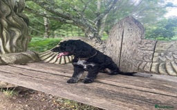 Cockapoo dogs for stud: Stud Cockerpoo - Image 7