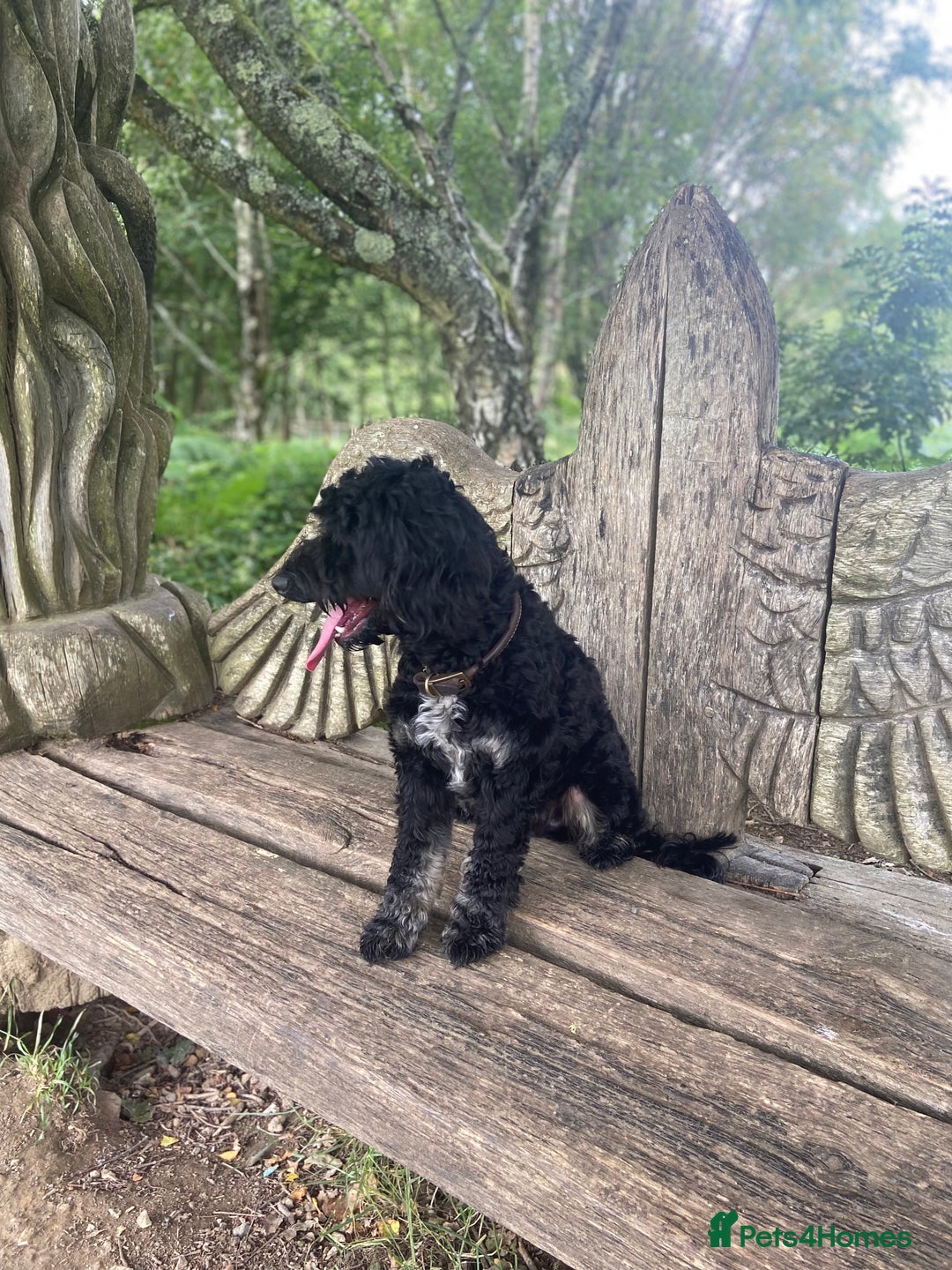 Cockapoo dogs for stud: Stud Cockerpoo - Image 7