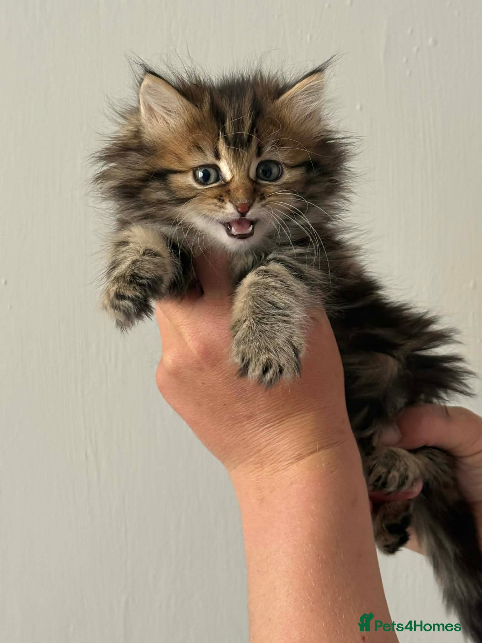 Maine Coon cats Maine Coon Kittens - Advert 1