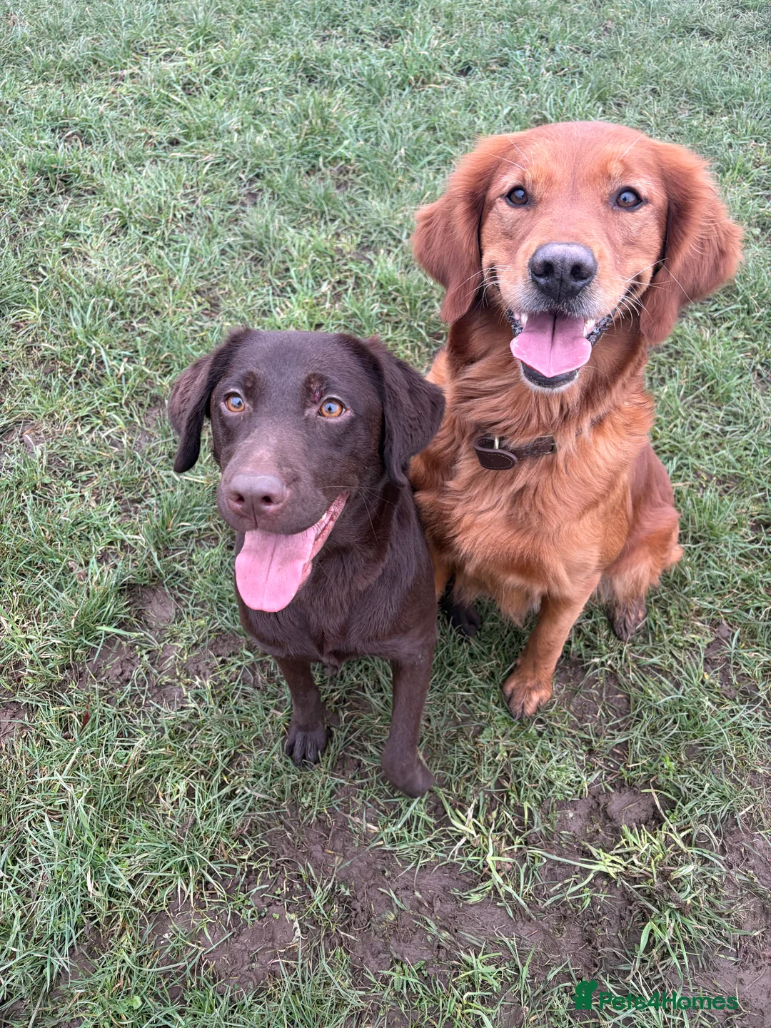 Golden Retriever dogs for sale: Stunning Dark Red Retreiver Pups  - Advert 9