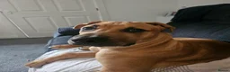 Mixed Breed dogs for sale: Please meet hugo in Sunderland - Advert 1