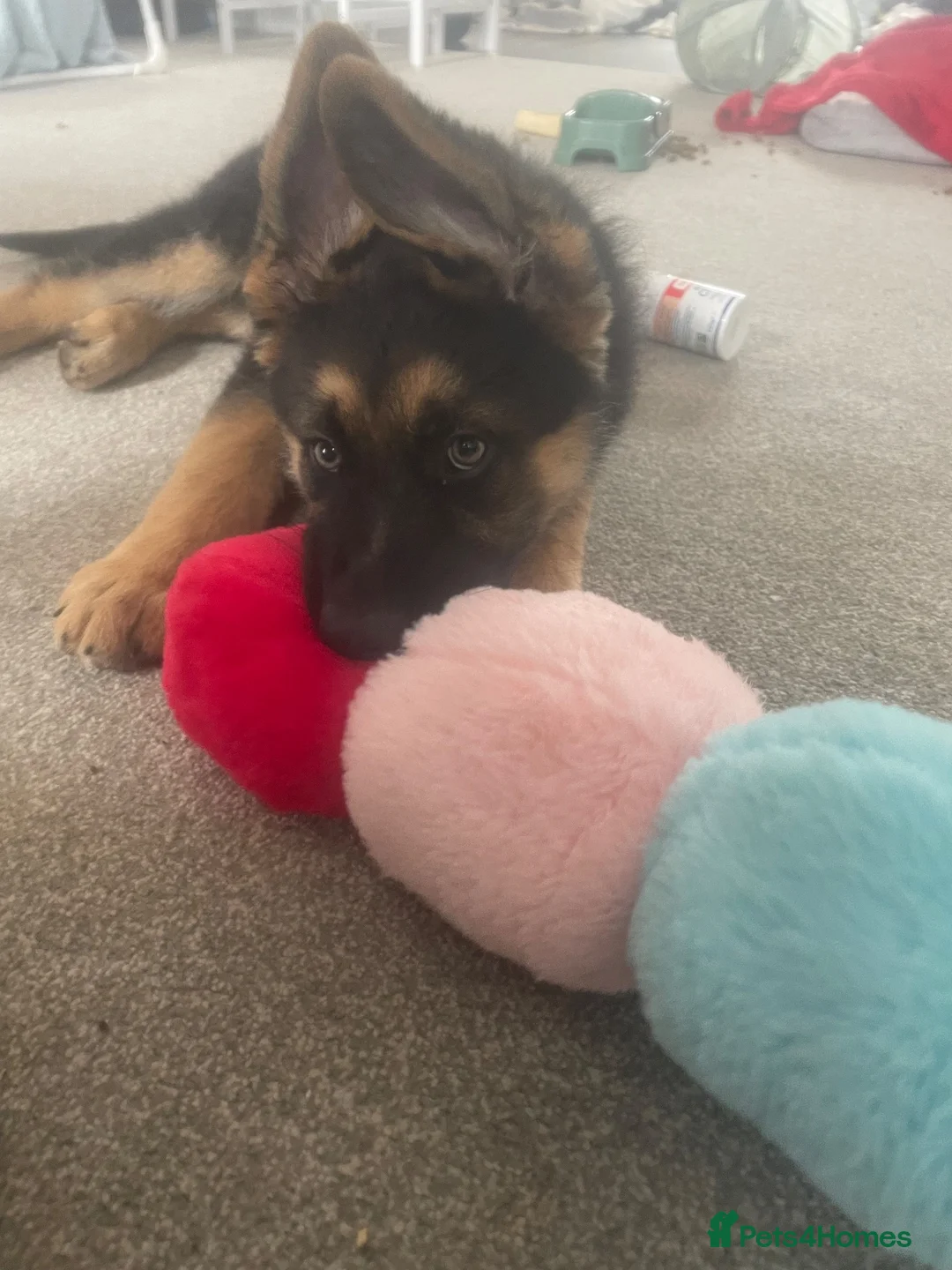German Shepherd dogs for sale: Luna 5 month old gsd in Ramsgate - Advert 2