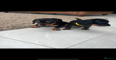 Miniature Dachshund dogs - Advert 4
