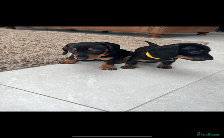 Miniature Dachshund dogs - Advert 2