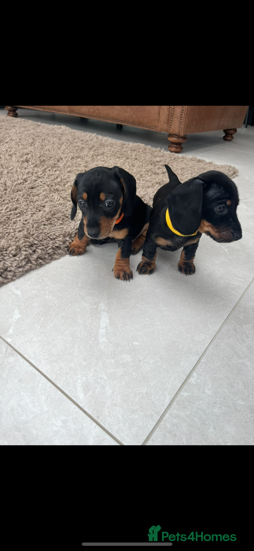Miniature Dachshund dogs for sale: One beautiful Beautiful girl left  💜🐶  - Image 2