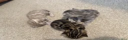 Bengal cats for sale: 4 bengal kittens  - Advert 14