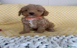 Maltipoo dogs for sale: Beautiful, health tested maltipoos  - Image 4