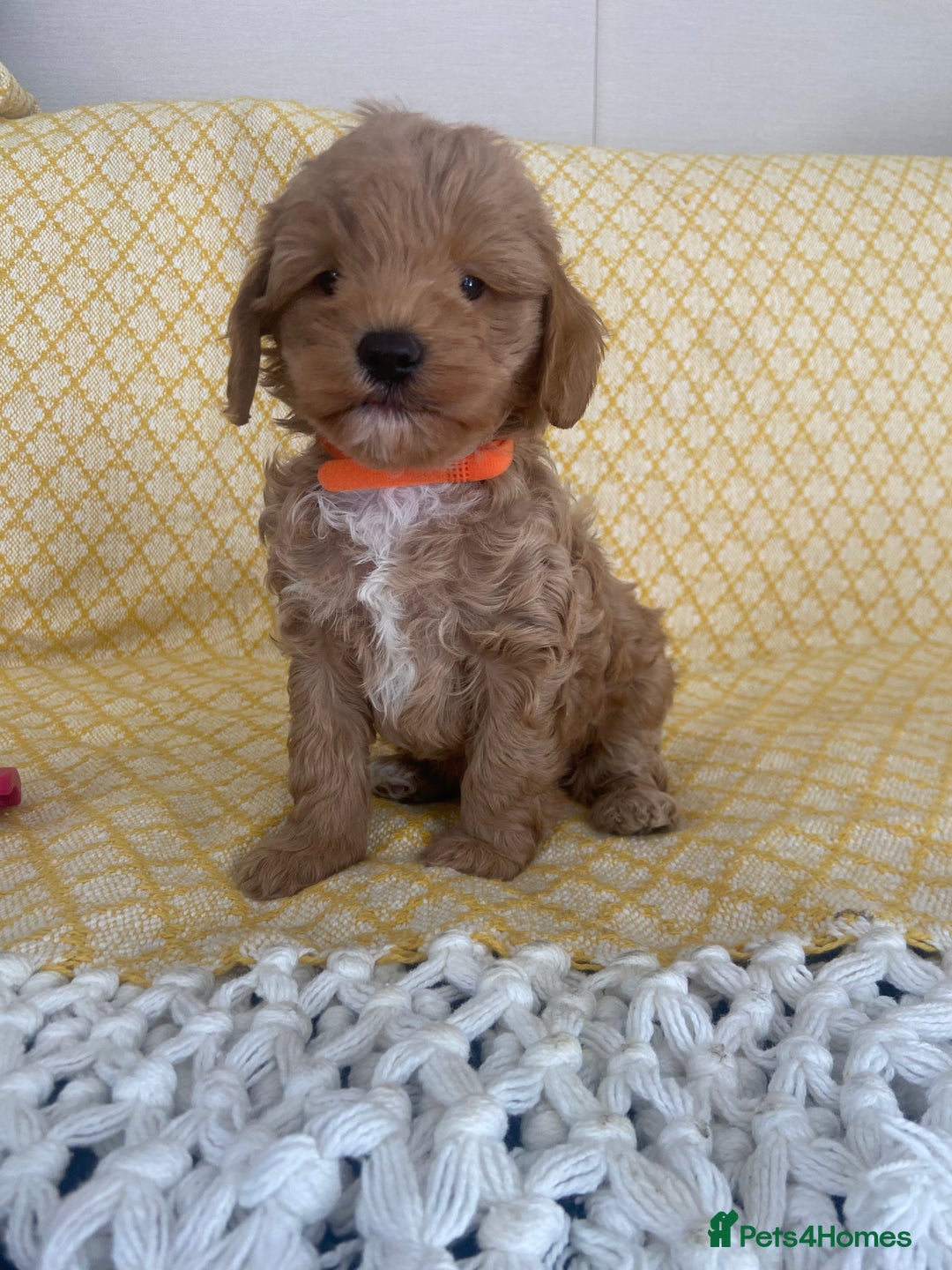 Maltipoo dogs for sale: Beautiful, health tested maltipoos  - Image 4