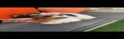Yorkshire Terrier dogs for sale: Yorkshire terrier bureau - Advert 2