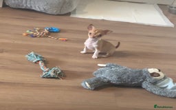 Chihuahua dogs for sale: CHIHUAHUA PUPPIES - Image 7