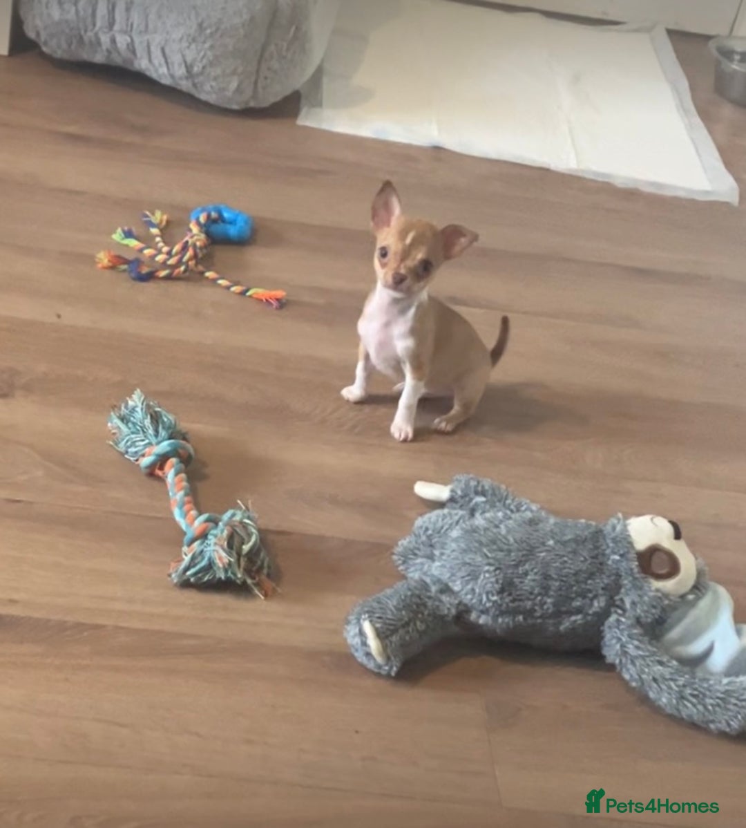 Chihuahua dogs for sale: CHIHUAHUA PUPPIES - Image 7