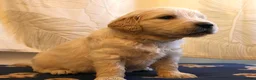 Golden Retriever dogs for sale: Beautiful Golden Retriever Puppies - Advert 23