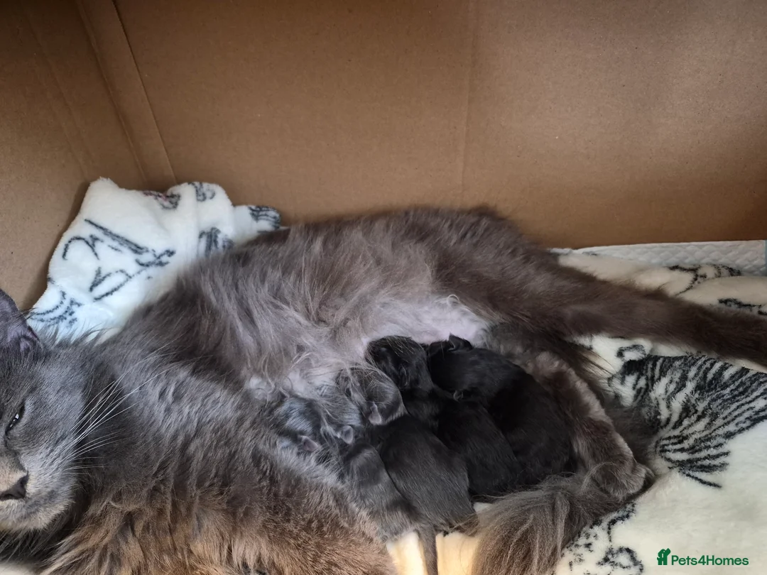 Maine Coon cats for sale: Mainecoon kittens in Plymouth - Advert 8