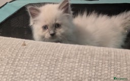 Ragdoll cats for sale: 5 Ragdoll Kittens for Sale - Image 18