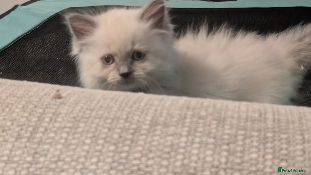 Ragdoll cats for sale: 5 Ragdoll Kittens for Sale - Image 18