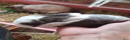 Dwarf Lop rabbits for sale: Beautiful Holland lops  in Horsham - Advert 6