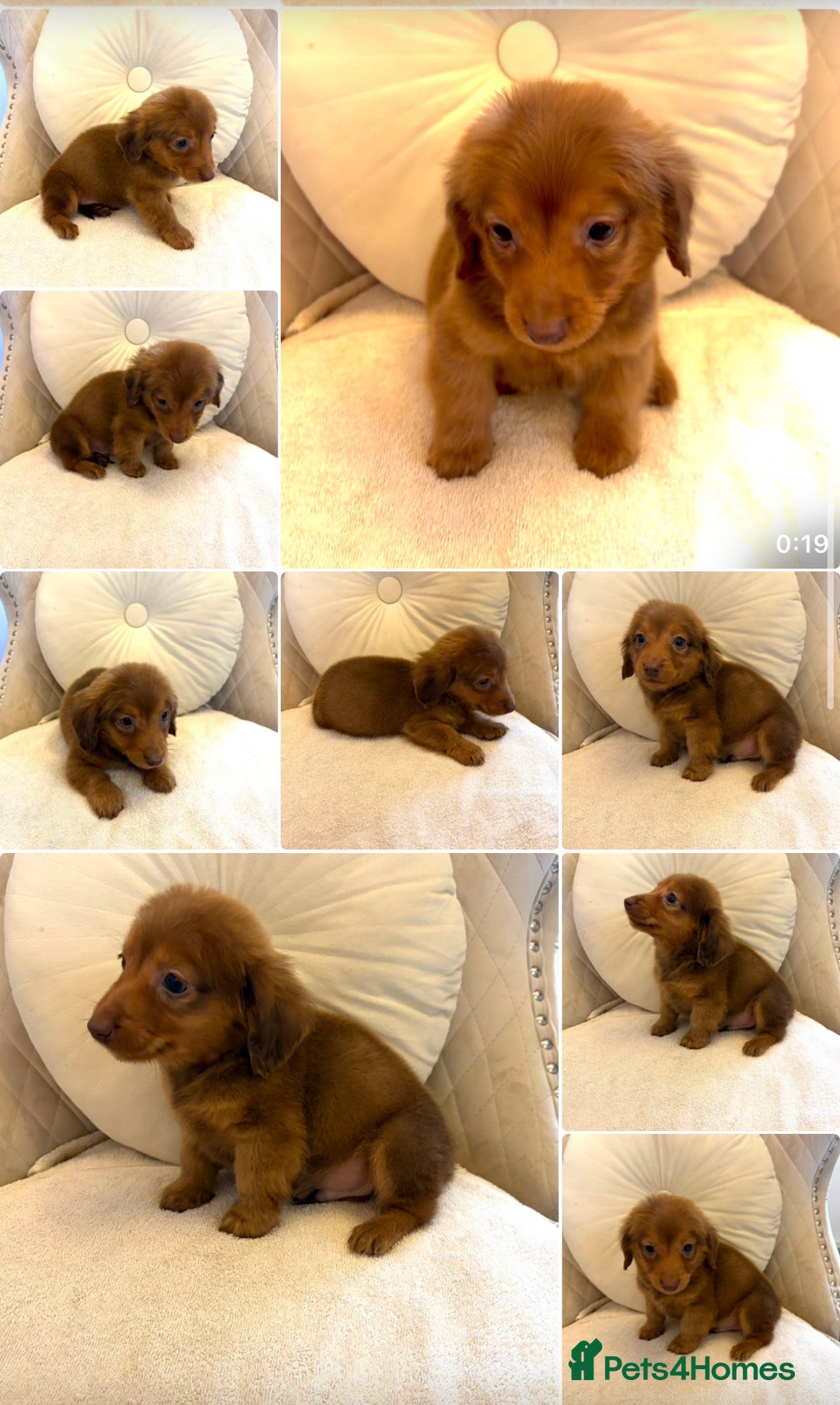 Miniature Dachshund dogs for sale: Dachshund puppy only 1 Boy still available  - Advert 34