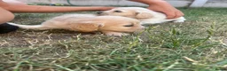 Miniature Dachshund dogs for sale: Long haired cream miniature dachshunds  in Derby - Advert 2